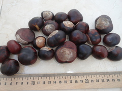 Aesculus hippocastanum