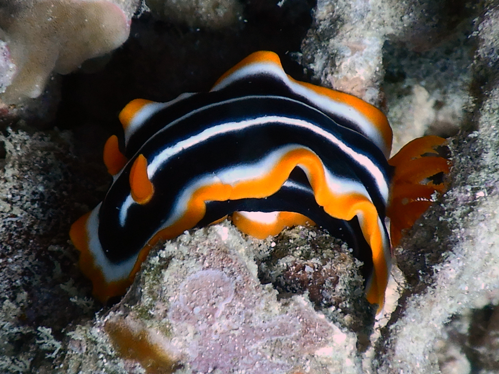 African Rainbow Dorid
