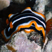 Chromodoris africana - Photo (c) Ewout Knoester,  זכויות יוצרים חלקיות (CC BY-NC), uploaded by Ewout Knoester