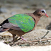 Asian Emerald Dove - Photo (c) Vijay Anand Ismavel, some rights reserved (CC BY-NC-SA), uploaded by Dr. Vijay Anand Ismavel MS MCh