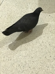 Columba livia domestica