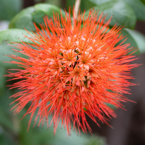 Scadoxus multiflorus image