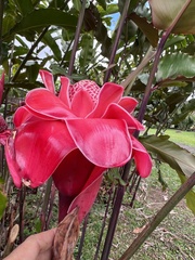 Etlingera elatior image