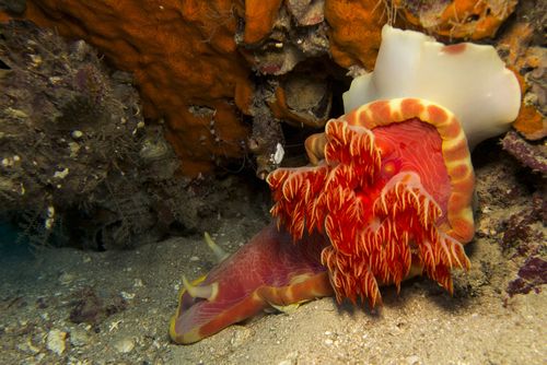 Hexabranchus giganteus