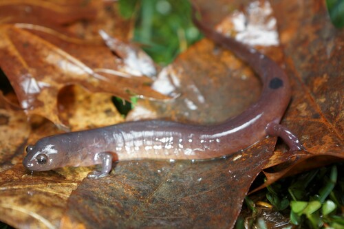 Mud Salamander