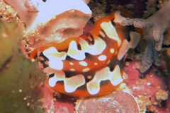 Pseudoceros scriptus