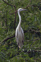 Egretta garzetta
