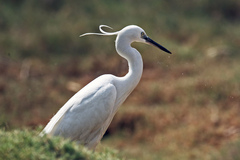 Egretta garzetta