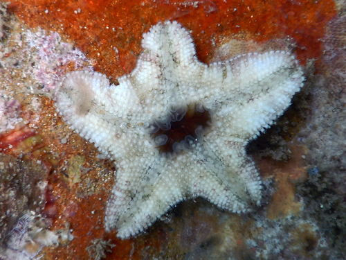 Aquilonastra richmondi