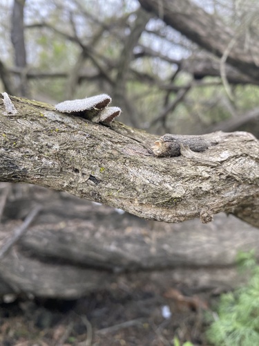 iNaturalist observation photo of splitgill mushroom