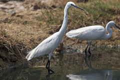 Egretta garzetta