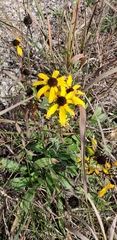 Rudbeckia missouriensis