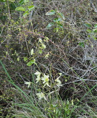 Clematis forsteri