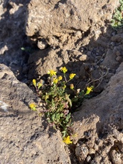 Senecio glaucus subsp. coronopifolius image