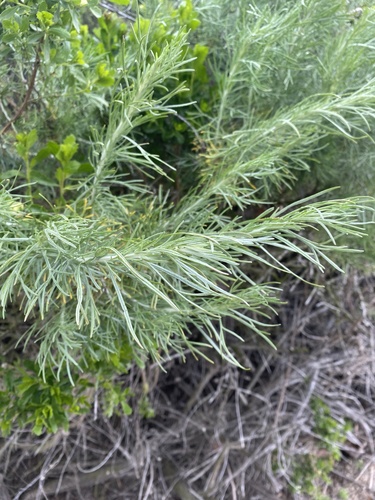 iNaturalist observation photo of California sagebrush