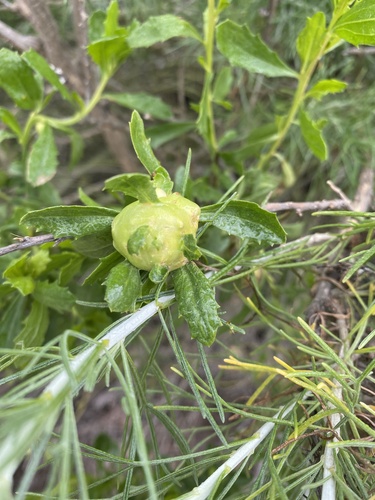 iNaturalist observation photo of Coyote Brush Bud Gall Midge