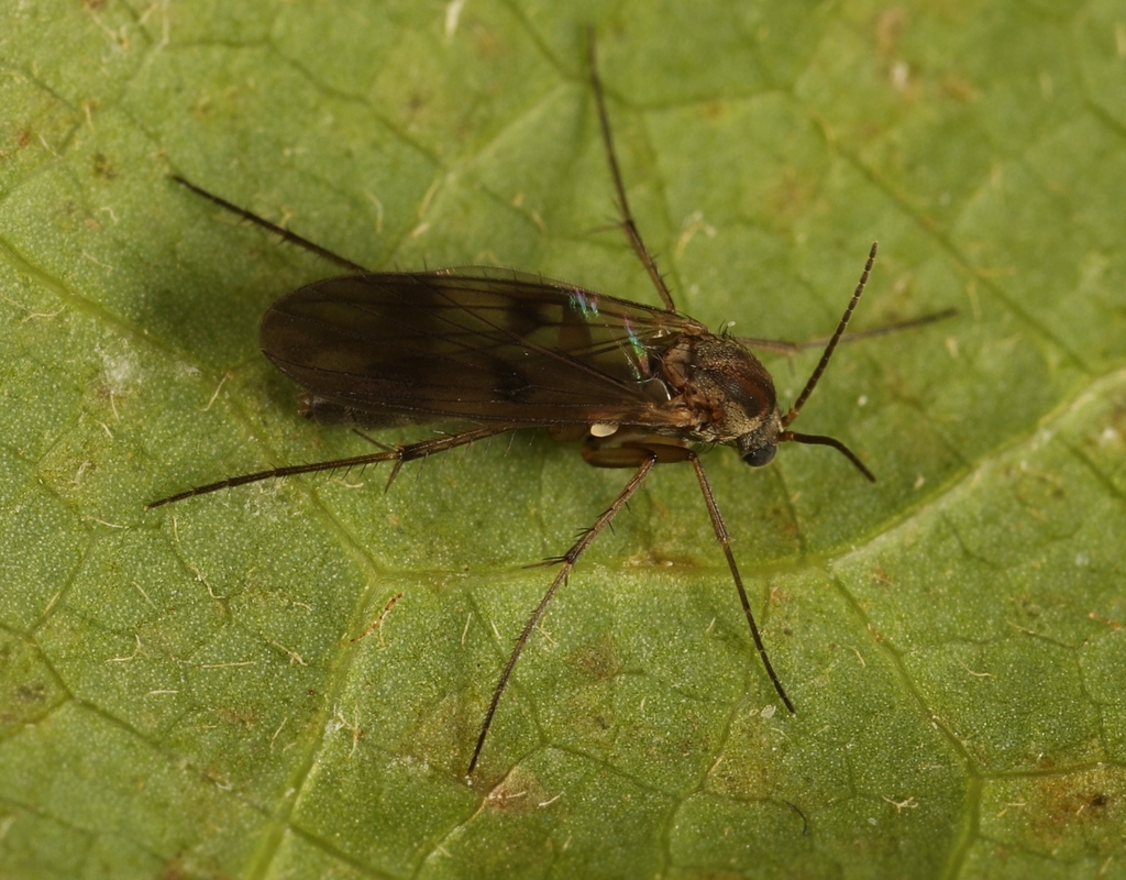 Mycetophila ocellus