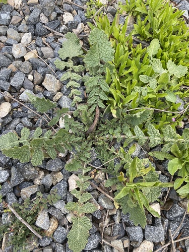 iNaturalist observation photo of Saharan Mustard