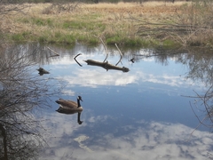 Branta canadensis