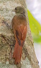 Sittasomus griseicapillus image