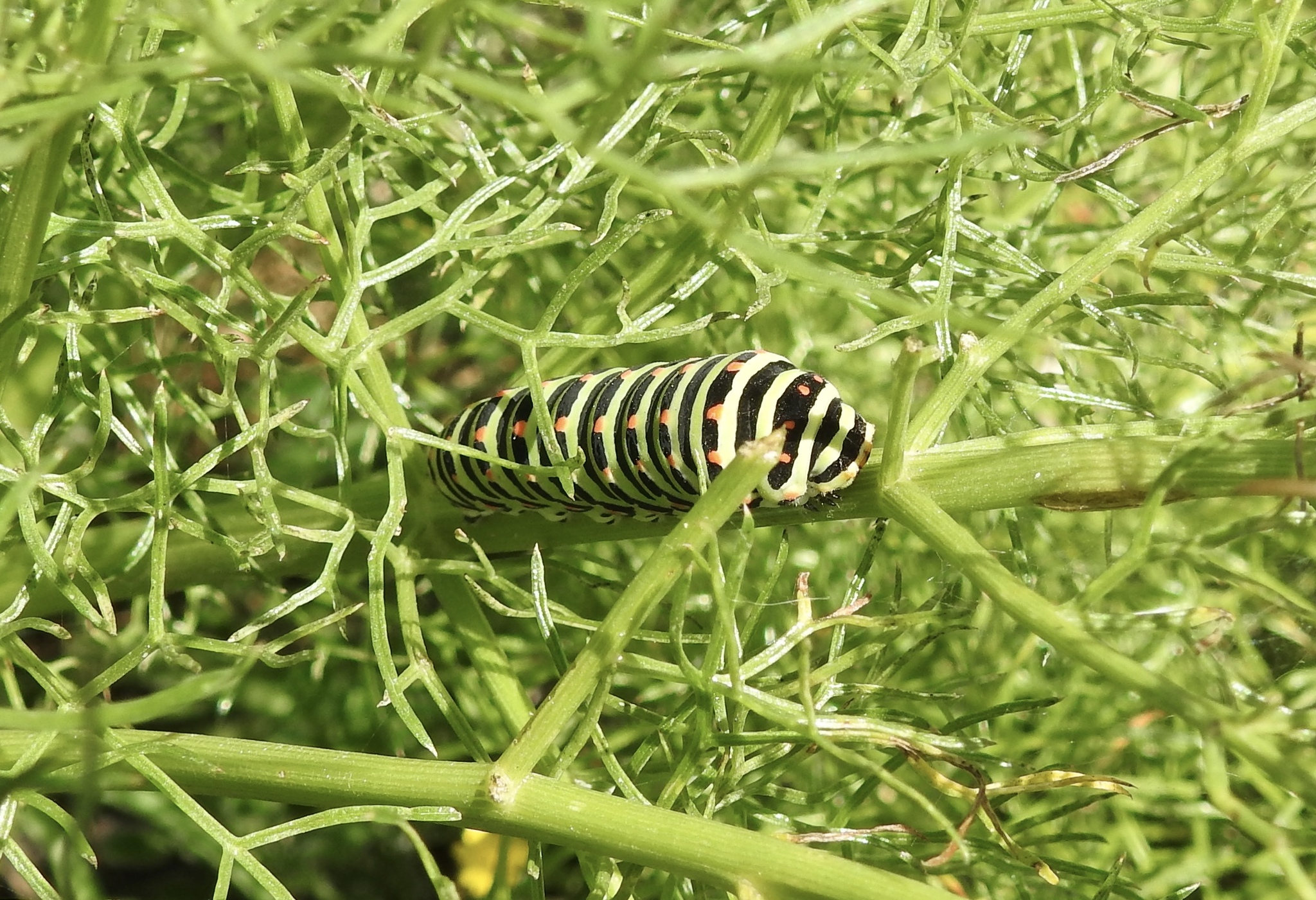 Papilio Machaon Linnaeus, 1758