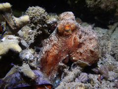 Callistoctopus