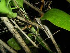 Leptodeira polysticta