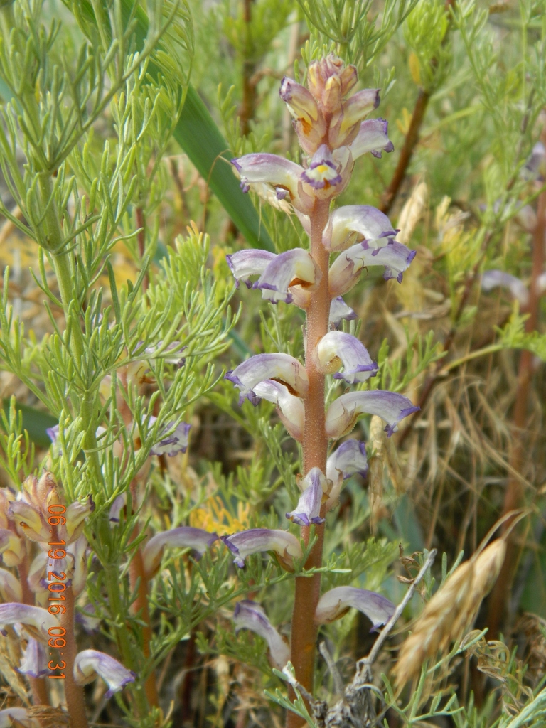 sunflower broomrape