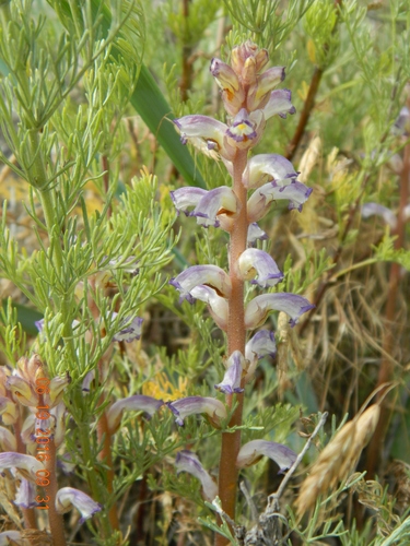 Sunflower broomrape