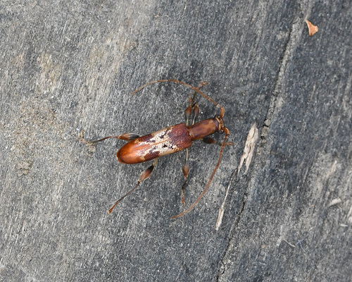 Plectromerus lingafelteri
