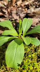 Dodecatheon meadia