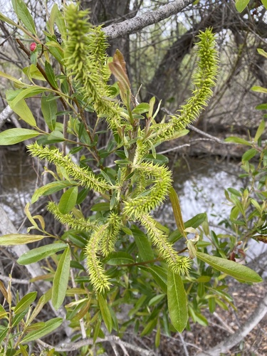 iNaturalist observation photo of Willows