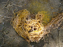 Ascaris lumbricoides