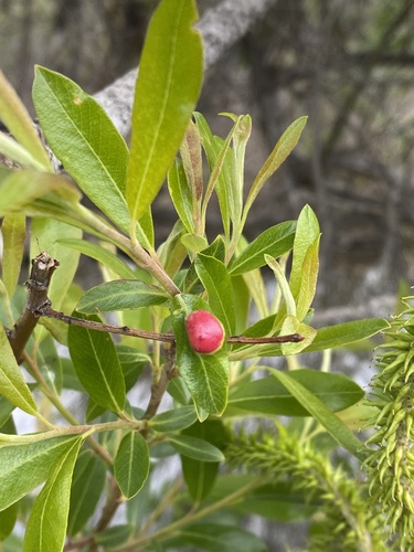 iNaturalist observation photo of Willow Apple Gall Sawfly