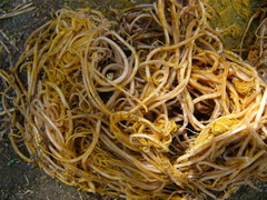 Ascaris lumbricoides