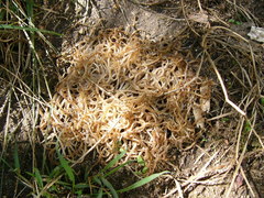 Ascaris lumbricoides