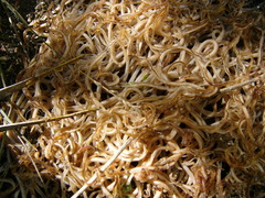 Ascaris lumbricoides