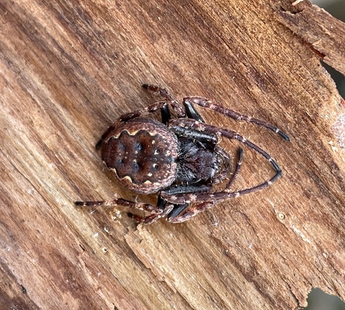 Walnut Orbweaver, Vossenweg, Holten, Overijssel, NL, photo 5 of 10