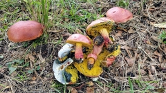 Butyriboletus floridanus image