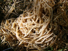 Ascaris lumbricoides