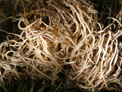 Ascaris lumbricoides