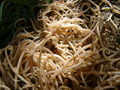 Ascaris lumbricoides