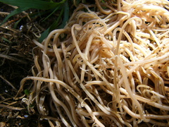 Ascaris lumbricoides