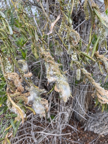 iNaturalist observation photo of Willows