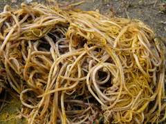 Ascaris lumbricoides