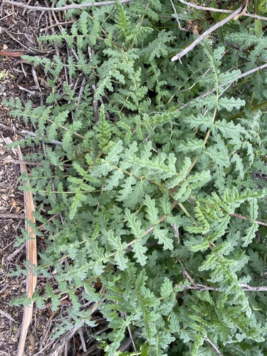 iNaturalist observation photo of Scorpionweeds