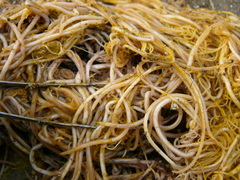 Ascaris lumbricoides