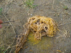 Ascaris lumbricoides