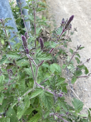 iNaturalist observation photo of western vervain