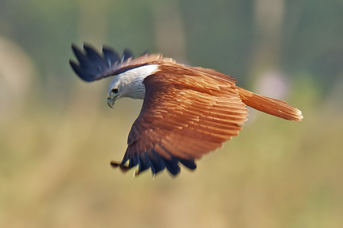 Brahminy Kite